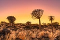 Sunrise in desert landscape of Quiver Tree Forest, Namibia, South Africa Royalty Free Stock Photo