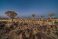 Sunrise in desert landscape of Quiver Tree Forest (Aloe dichotoma) Royalty Free Stock Photo