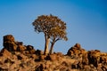 Sunrise in desert landscape of Quiver Tree Forest (Aloe dichotoma) Royalty Free Stock Photo