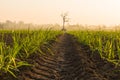 Sunrise with die tree Royalty Free Stock Photo