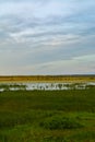 Sunrise at Dixon Waterfowl Refuge