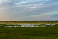 Sunrise at Dixon Waterfowl Refuge Royalty Free Stock Photo