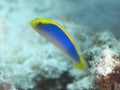 Sunrise dottyback Royalty Free Stock Photo