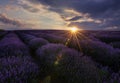 Sunrise and dramatic clouds over Lavender Field. Lavendar Field Sunset Royalty Free Stock Photo