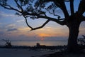 Sunrise and driftwood