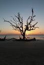 Sunrise on Driftwood Beach, Georgia vertical Royalty Free Stock Photo