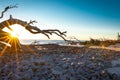 Sunrise at Driftwood rocky beach, US Royalty Free Stock Photo