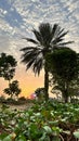 DUBAI, UNITED ARAB EMIRATES. 16 SEPTEMBER 2023. Palm Silhouette at Dubai Sunrise Royalty Free Stock Photo