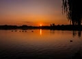 Sunrise with ducks, swan and geese at Furzton Lake, Milton Keynes