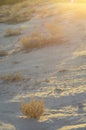 Sunrise golden light desert sand and plant Royalty Free Stock Photo