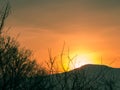 Sunrise in the early winter morning because of the blue mountains. In the foreground are treetops.