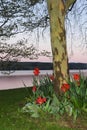 Spring twilight sunrise from Cayuga Lake Ithaca NYS Royalty Free Stock Photo