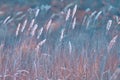 Sunrise in field. Autumn rural landscape with fog, sunrise and blossoming meadow Royalty Free Stock Photo