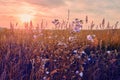 Sunrise in field. beautiful panorama rural landscape with fog, sunrise and blossoming meadow Royalty Free Stock Photo