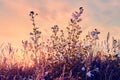 Sunrise in field. beautiful panorama rural landscape with fog, sunrise and blossoming meadow Royalty Free Stock Photo