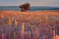 Sunrise in field. beautiful panorama rural landscape with fog, sunrise and blossoming meadow Royalty Free Stock Photo