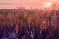 Sunrise in field. beautiful panorama rural landscape with fog, sunrise and blossoming meadow. Royalty Free Stock Photo