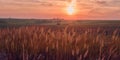 Sunrise in field. beautiful panorama rural landscape with fog, sunrise and blossoming meadow Royalty Free Stock Photo