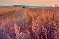 Sunrise in field. beautiful panorama rural landscape with fog Royalty Free Stock Photo