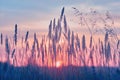 Sunrise in field. Beautiful rural landscape with fog, sunrise and blossoming meadow. Royalty Free Stock Photo