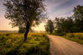 Sunrise on a field covered with flowers and road in summer morning with fog Royalty Free Stock Photo