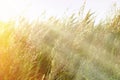 Sunrise in a field of grass