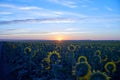 Sunrise in a field of sunflowers Royalty Free Stock Photo