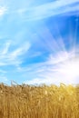 Sunrise field wheat ears Royalty Free Stock Photo