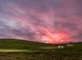 Lambs having breakfast on a farm in morning twilight Royalty Free Stock Photo