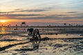 Sunrise on flam raising field with workers working on the field in Dong Chau beach, Thai Binh, Vietnam