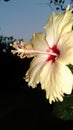 Sunrise flower anther peach colour gudhal
