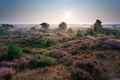 Sunrise and flowering heather on dunes Royalty Free Stock Photo