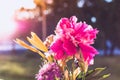 Sunrise and flowers Royalty Free Stock Photo