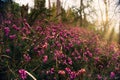 Sunrise flowers pink lila nature forest