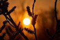 Sunrise in the fog on the lake through the willow branches