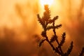 Sunrise in the fog on the lake through the willow branches Royalty Free Stock Photo