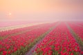 Sunrise and fog over blooming tulips, The Netherlands Royalty Free Stock Photo