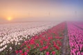 Sunrise and fog over blooming tulips, The Netherlands Royalty Free Stock Photo