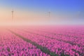 Sunrise and fog over blooming tulips, The Netherlands