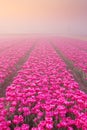 Sunrise and fog over blooming tulips, The Netherlands Royalty Free Stock Photo