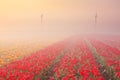 Sunrise and fog over rows of blooming tulips Royalty Free Stock Photo