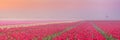 Sunrise and fog over rows of blooming tulips, The Netherlands Royalty Free Stock Photo