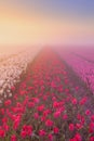 Sunrise and fog over rows of tulips, The Netherlands Royalty Free Stock Photo