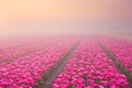 Sunrise and fog over rows of tulips, The Netherlands Royalty Free Stock Photo