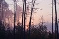 Sunrise in a foggy forest. Autumn landscape with pines and fog Royalty Free Stock Photo