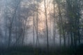 Sunrise in a foggy forest. Autumn landscape with rising sun and fog Royalty Free Stock Photo