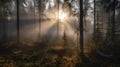 Sunrise In The Forest In Finland