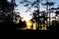 Sunrise in the forest. Phukradueng National Park. Thailand Royalty Free Stock Photo
