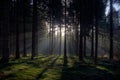 Sunrise in a forest Royalty Free Stock Photo