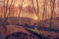 Sunrise in a forest swamp